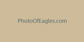 PhotoOfEagles.com