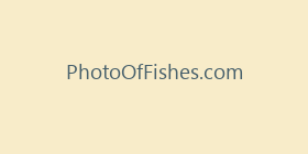 PhotoOfFishes.com