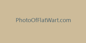PhotoOfFlatWart.com
