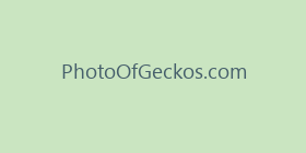 PhotoOfGeckos.com