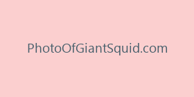 PhotoOfGiantSquid.com