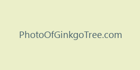 PhotoOfGinkgoTree.com