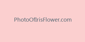 PhotoOfIrisFlower.com