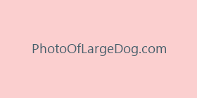 PhotoOfLargeDog.com
