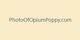 PhotoOfOpiumPoppy.com