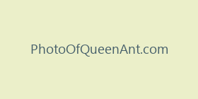 PhotoOfQueenAnt.com