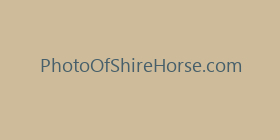 PhotoOfShireHorse.com