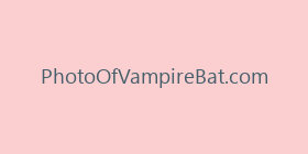 PhotoOfVampireBat.com
