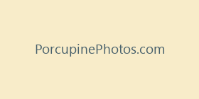 PorcupinePhotos.com