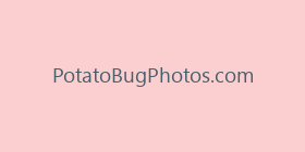 PotatoBugPhotos.com