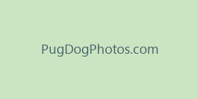 PugDogPhotos.com