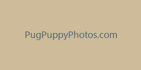 PugPuppyPhotos.com