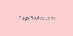 PugsPhotos.com