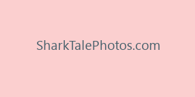 SharkTalePhotos.com
