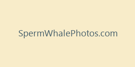 SpermWhalePhotos.com