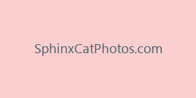 SphinxCatPhotos.com