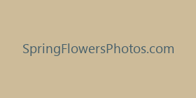 SpringFlowersPhotos.com