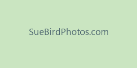 SueBirdPhotos.com