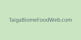 TaigaBiomeFoodWeb.com