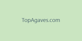 TopAgaves.com