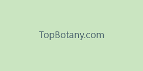 TopBotany.com