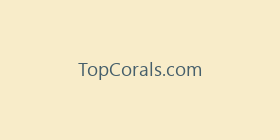 TopCorals.com