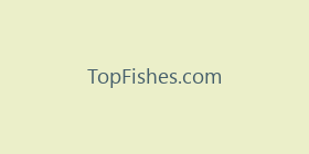 TopFishes.com
