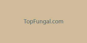TopFungal.com
