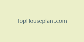 TopHouseplant.com