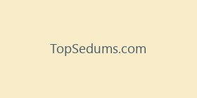 TopSedums.com