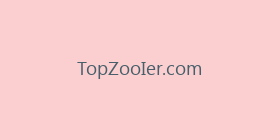 TopZooIer.com