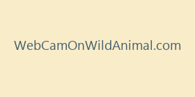 WebCamOnWildAnimal.com