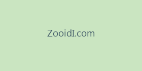 ZooidI.com